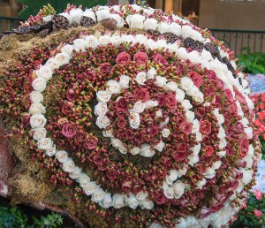 Approximtely 25,000 flowers make up this snail!