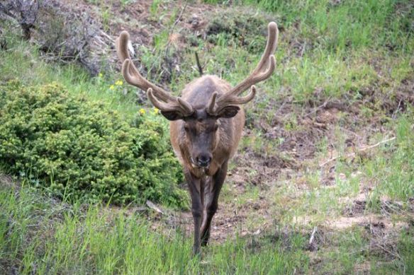 Buck Elk 1